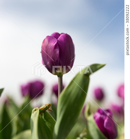 Beautiful purple tulips in nature 38092222