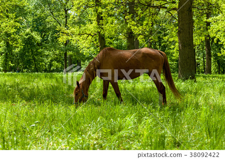 The horse eating the green grass  38092422