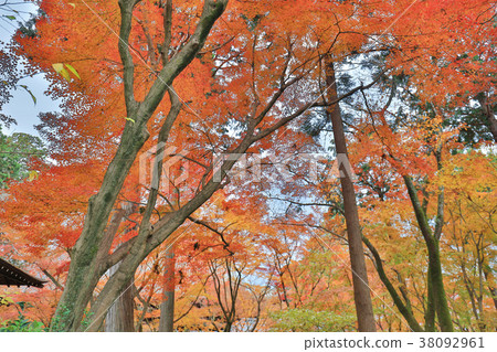 the Shinsho gokuraku ji garden at fall 38092961
