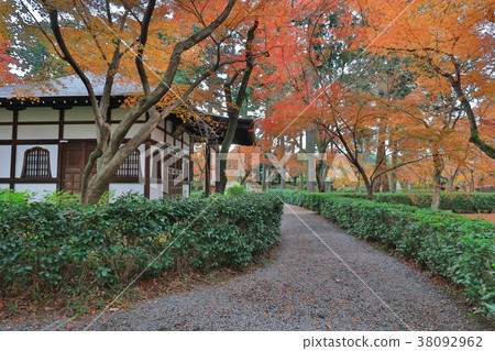 the Shinsho gokuraku ji garden at fall 38092962