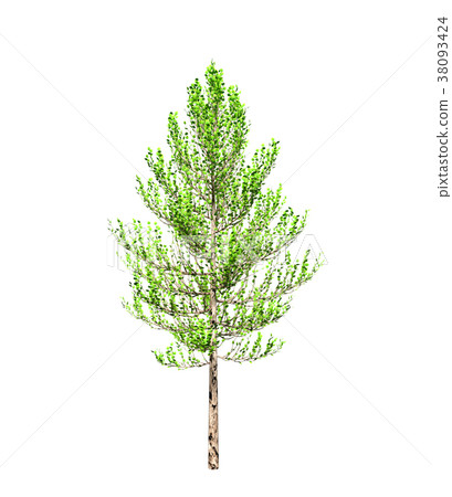 Green tree isolated on white background - Stock Illustration [38093424 ...