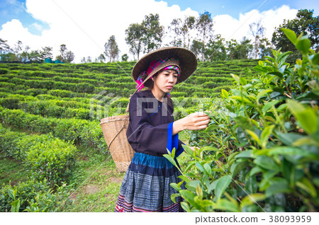 Asia women were picking tea leaves at a tea planta Asia women were picking tea leaves at a tea planta 38093959