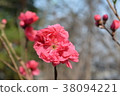 Hanamomo 38094221