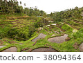 印尼稻田 38094364