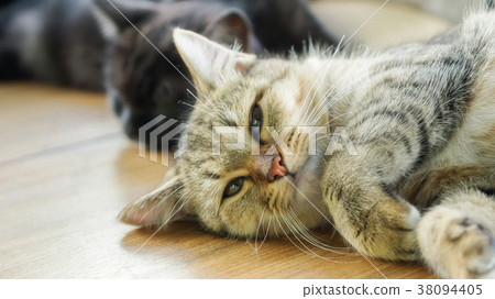 Gray striped kitty lying in the room. Gray striped kitty lying in the room. 38094405
