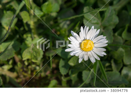 White Daisy on green background White Daisy on green background 38094776