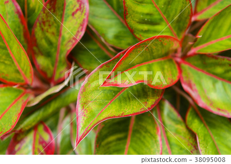 Multiple colors leave detail vivid red and green  38095008