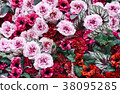 五顏六色和華美的花背景 38095285