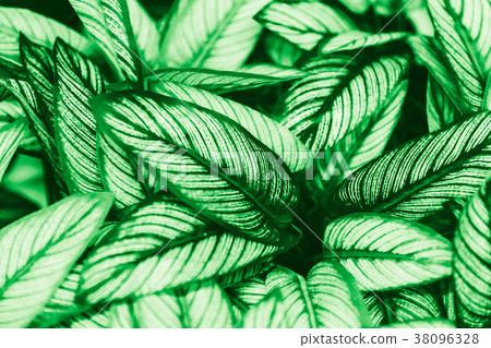 tropical green leaf greenary leaves texture nature 38096328