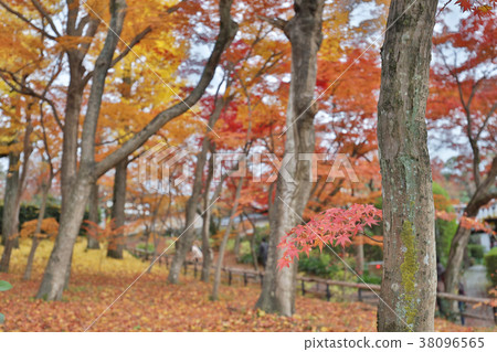 the Shinsho gokuraku ji garden at fall 38096565