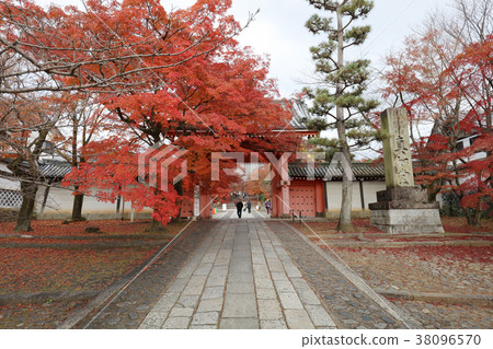 the Shinsho gokuraku ji garden at fall 38096570