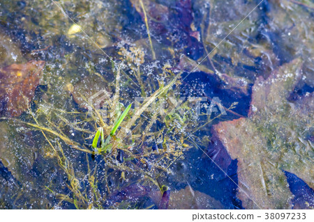 Grass stalk standing in the frozen puddle Grass stalk standing in the frozen puddle 38097233