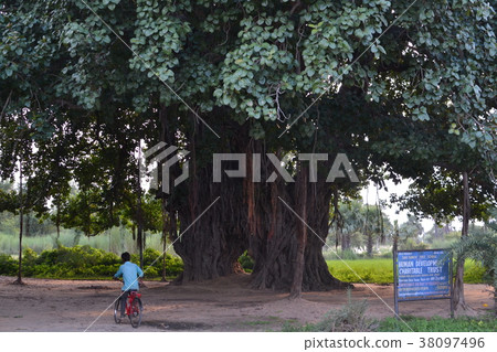 印度Gaya(Buttagaya)的龍貓樹 印度Gaya(Buttagaya)的龍貓樹 38097496