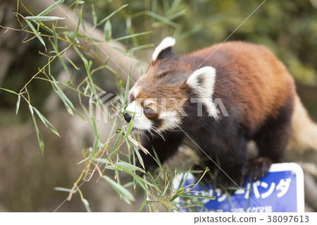 Omuta City Zoo Lesser Panda, Omuta City Zoo Lesser Panda, 38097613