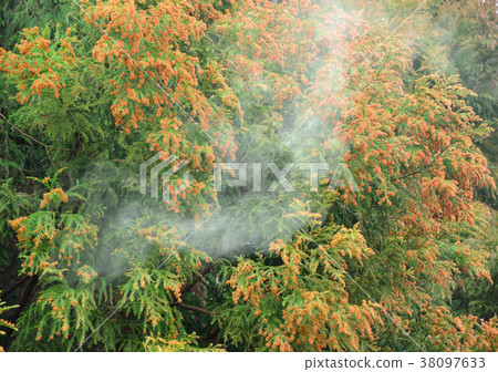 Sugi Pollen-19382 38097633