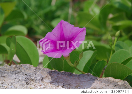 Flowers blooming on the beach Flowers blooming on the beach 38097724