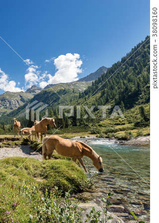 Horses in National Park of Adamello Brenta - Italy 38098160