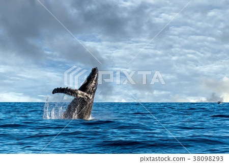 humpback whale breaching 38098293