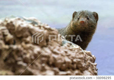 Dwarf mongoose from africa portrait Dwarf mongoose from africa portrait 38098295