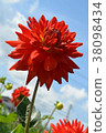 Dahlia 38098434