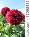 Dahlia 38098435
