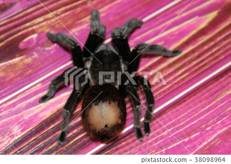 tarantula sits on a beautiful background tarantula sits on a beautiful background 38098964