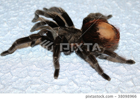 tarantula sits on a beautiful background 38098966