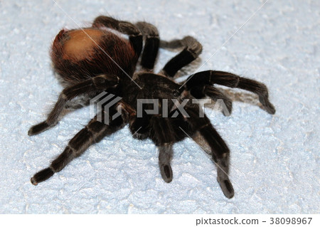 tarantula sits on a beautiful background 38098967