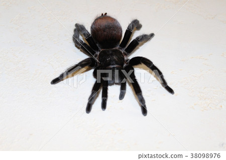 Spider Tarantula Brachypelma vagans Spider Tarantula Brachypelma vagans 38098976