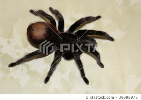 Spider tarantula Brachypelma albopilosum 38098978