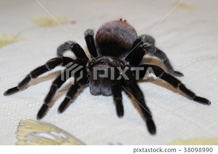 Spider Tarantula Brachypelma vagans 38098990