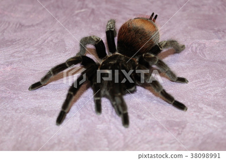 Spider tarantula Brachypelma albopilosum 38098991