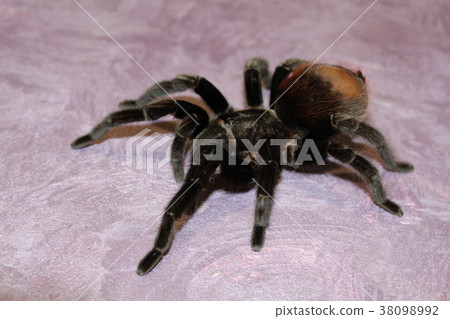 tarantula sits on a beautiful background 38098992
