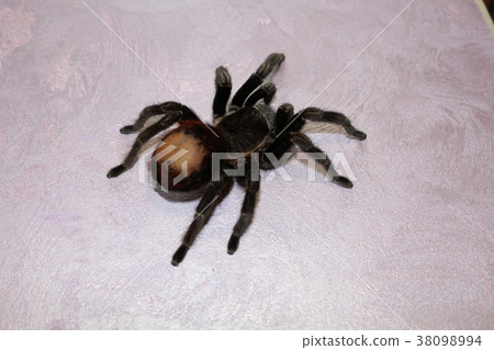 Spider tarantula Brachypelma albopilosum 38098994