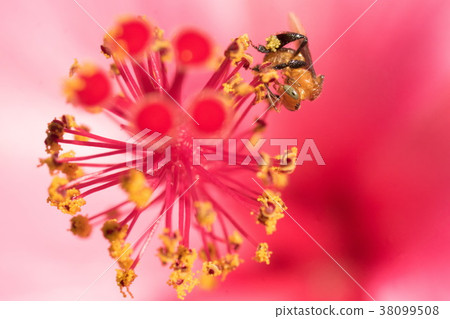 Close up bee on stamen 38099508