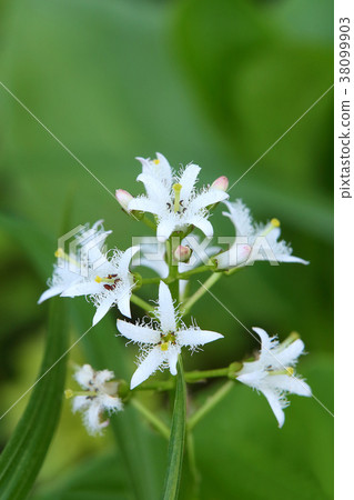 Mitsugashiwa 38099903