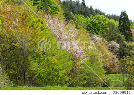 里山春天 里山春天 38099911