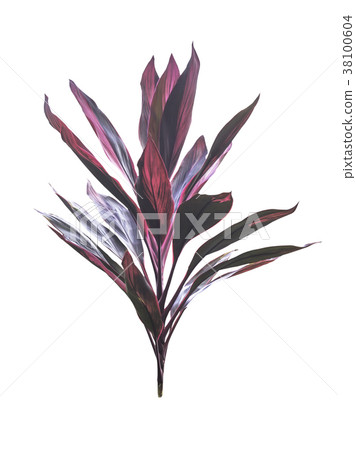 Cordyline fruticosa tree isolated Cordyline fruticosa tree isolated 38100604