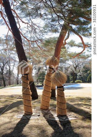 冬季花園柏樹纏繞 38100931