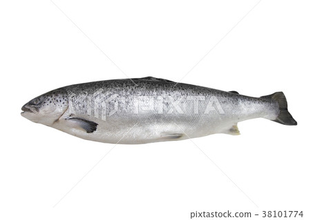 isolated salmon isolated salmon 38101774