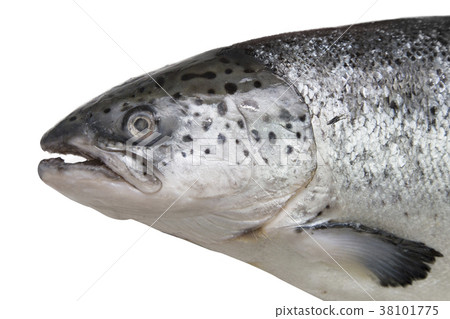 isolated salmon isolated salmon 38101775