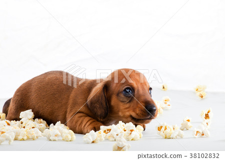 Dachshund Dog puppy Salt Pop corn Dachshund Dog puppy Salt Pop corn 38102832