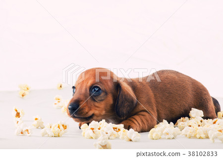 Dachshund Dog puppy Salt Pop corn  38102833