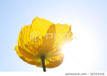 Blue sky and yellow cosmos Blue sky and yellow cosmos 38103448