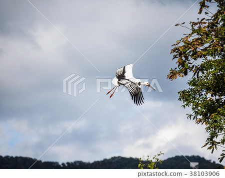 Stork flying in the skies A stork designated as a natural monument Artificially reared rooster 38103906