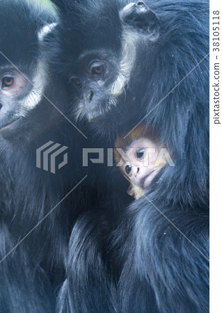 Fransowalton Black Parents and Orange Baby Fransowalton Black Parents and Orange Baby 38105118