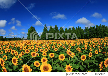 Sunflower field 1903 38105904