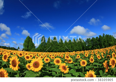 Sunflower field 1905 Sunflower field 1905 38105905