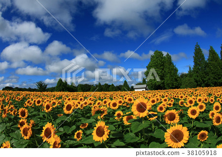 Sunflower field 1921 Sunflower field 1921 38105918