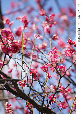 小白 小白 38106088